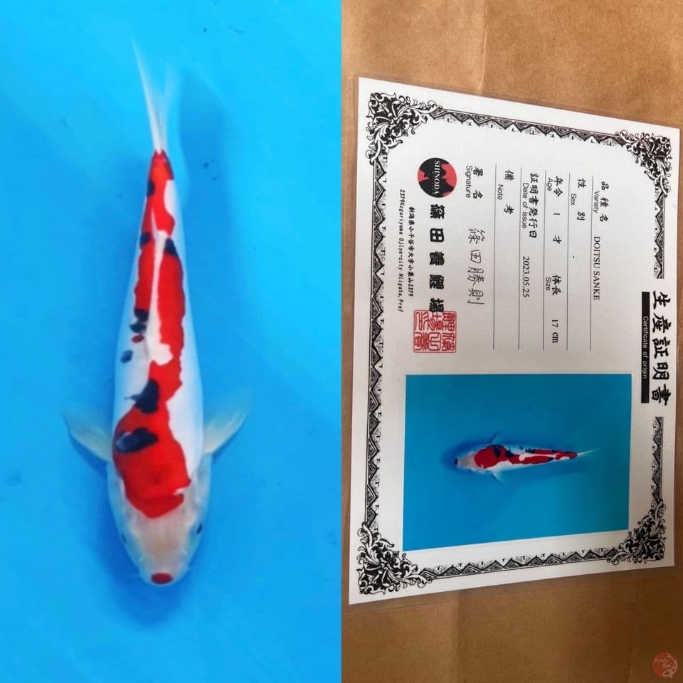 shinoda doitsu sanke 25cm