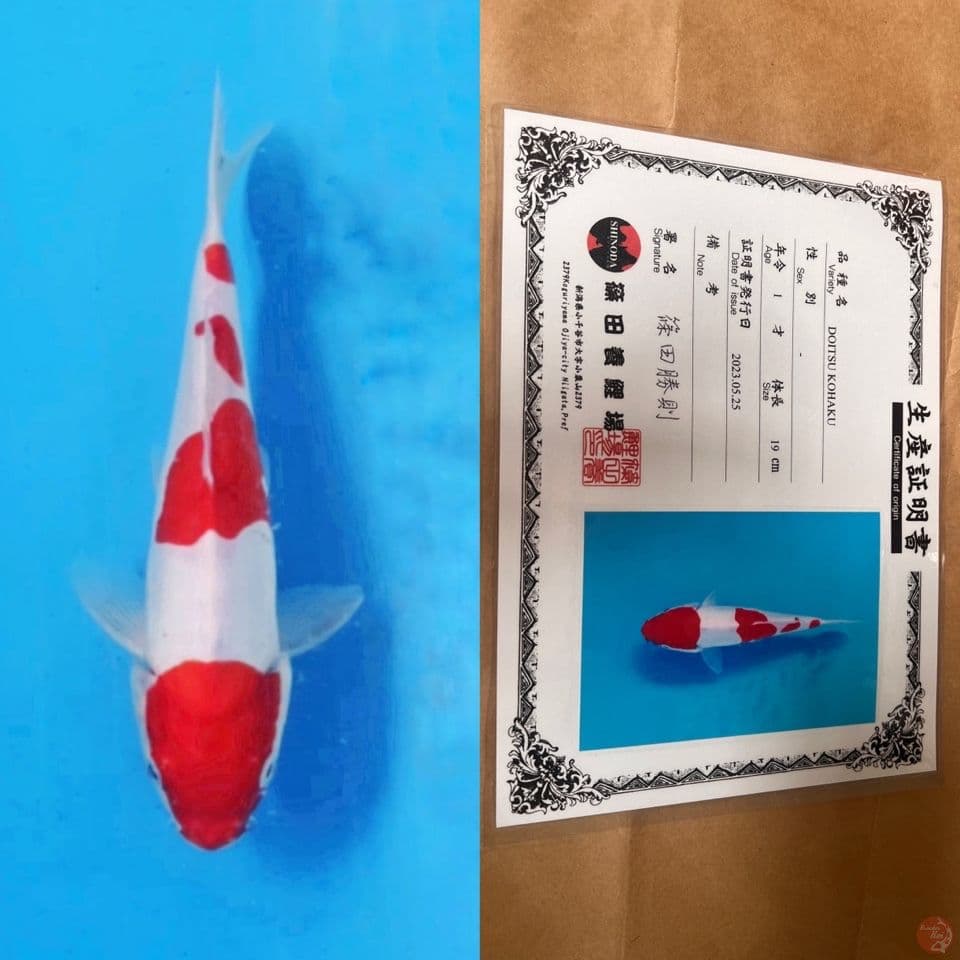 shinoda doitsu kohaku 22cm