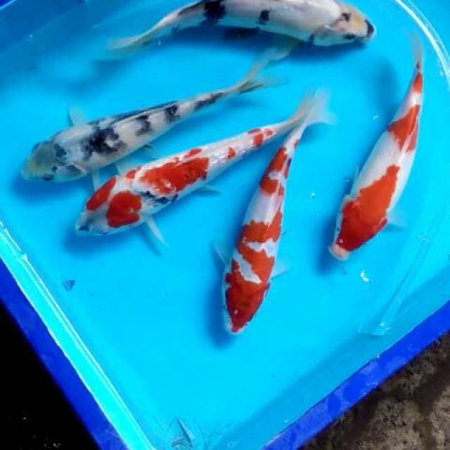 Mix 25-30cm