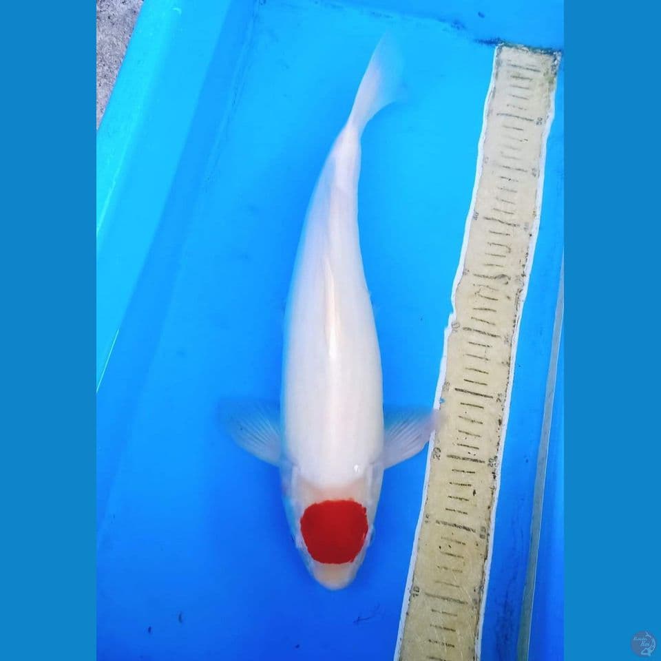 45cm Tancho kohaku orie jantan 