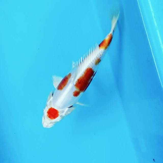 Super mon maruten kohaku hikari full originil sq