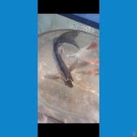 kumpay black diamon 40 cm  