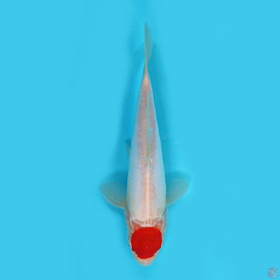 Tanco kohaku 21 cm 