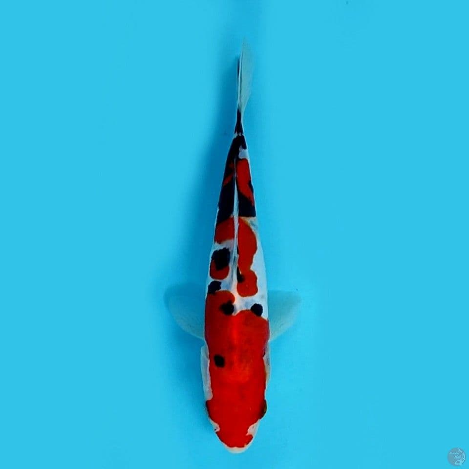 17 cm doitsu sanke murni