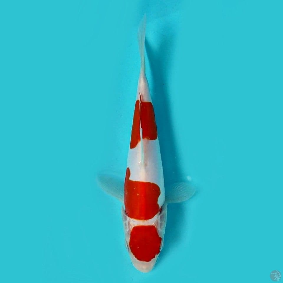 Maruten kohaku doitsu 15 cm