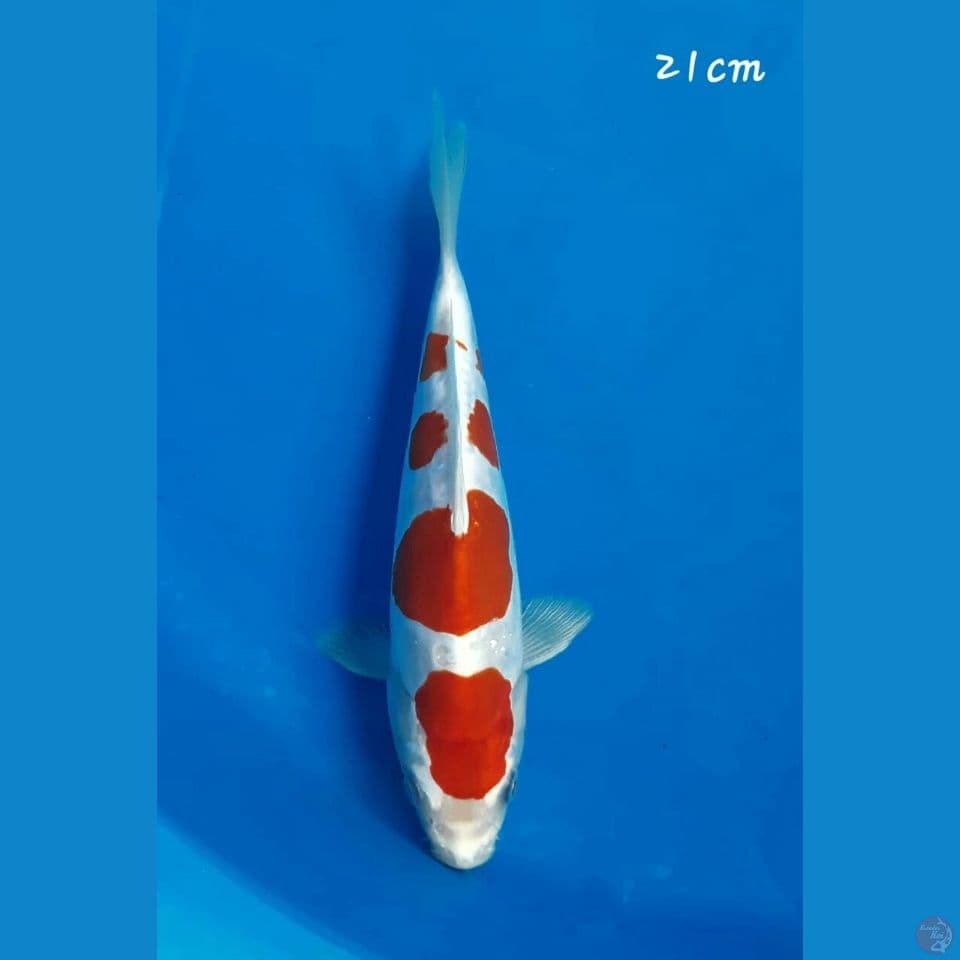 Kikushui 21cm