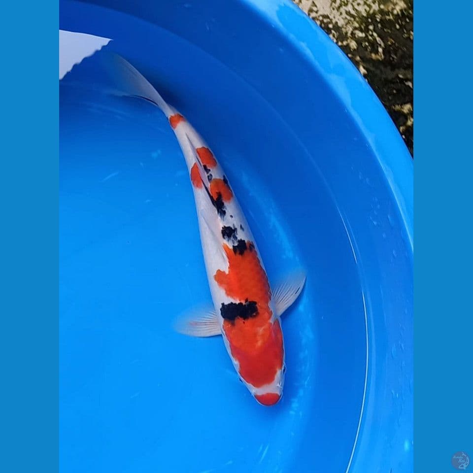 SANKE KUNCHIBENI 35cm
