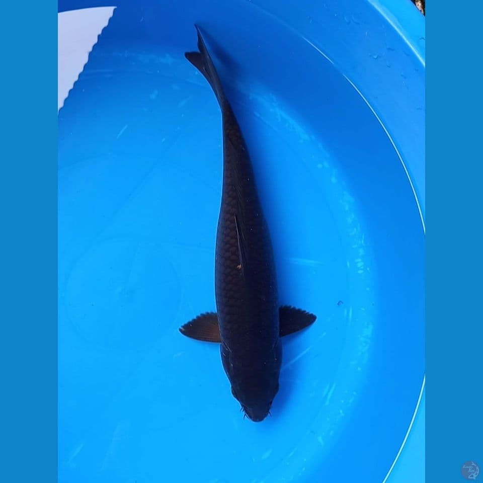 KARASHU 37CM