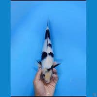 shiro f 35 cm 