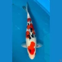 SANKE 39CM