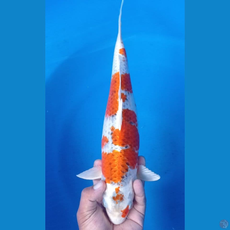 KUJAKU 40CM