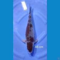 ochiba 45cm