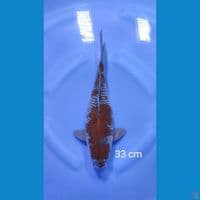 short body ochiba 33cm