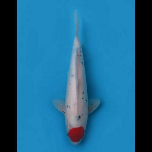 34cm - Red Tancho Sanke Original 