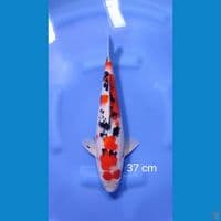 sanke 37cm
