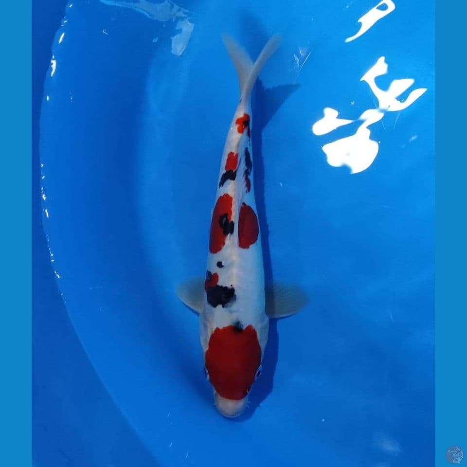 DOITSU MURNI 29CM Male