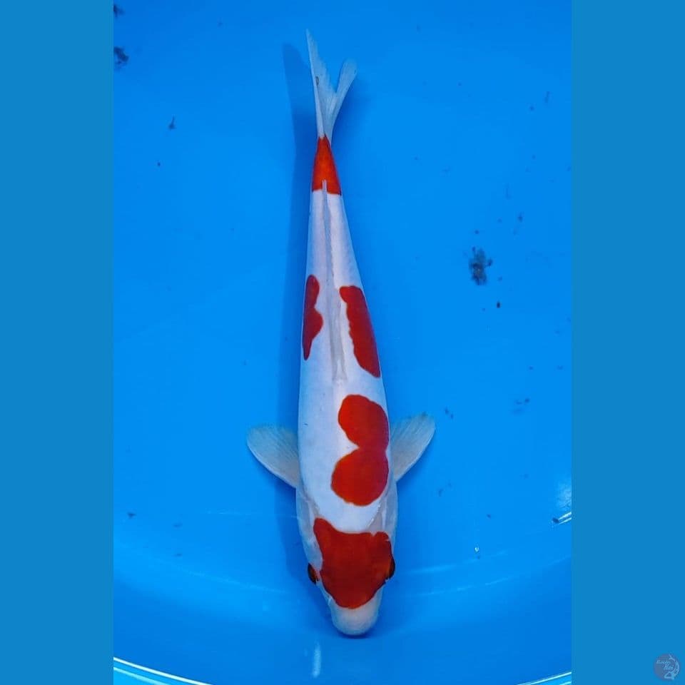 DOITSU MURNI 28CM Male