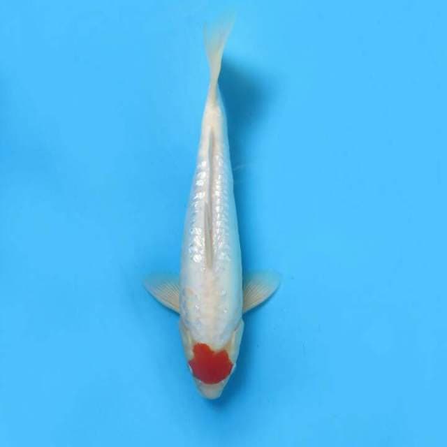 Tancho bagus 31cm