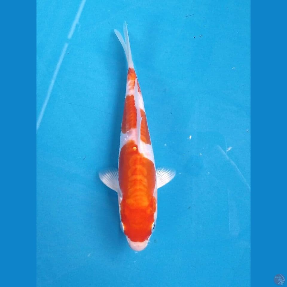 kikushui, 16 cm
