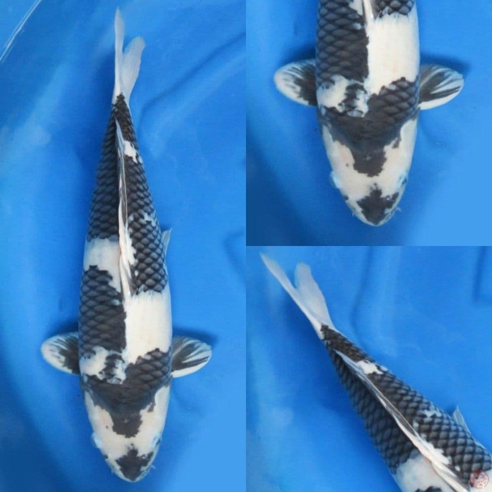 55cm , Shiro Bloodline Omosako 