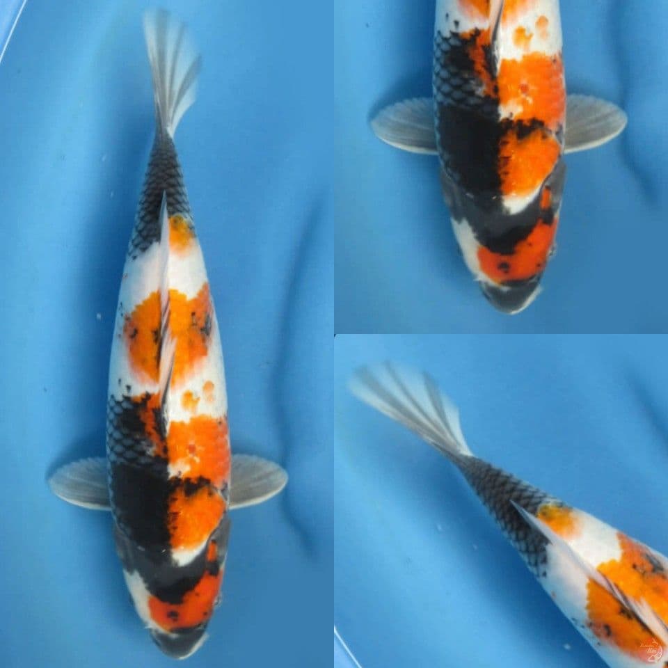 35cm , Showa Bulky