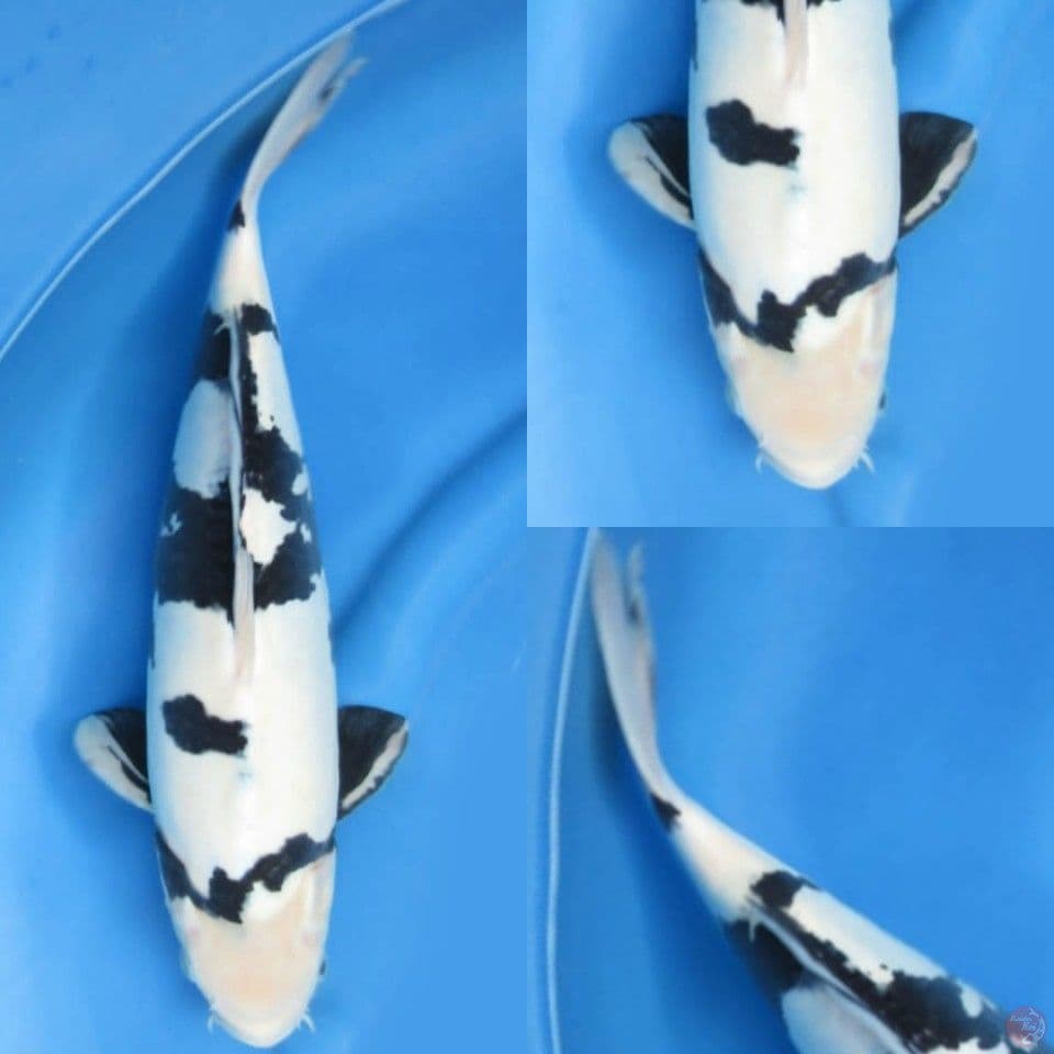 45cm , Shiro Doitsu Murni