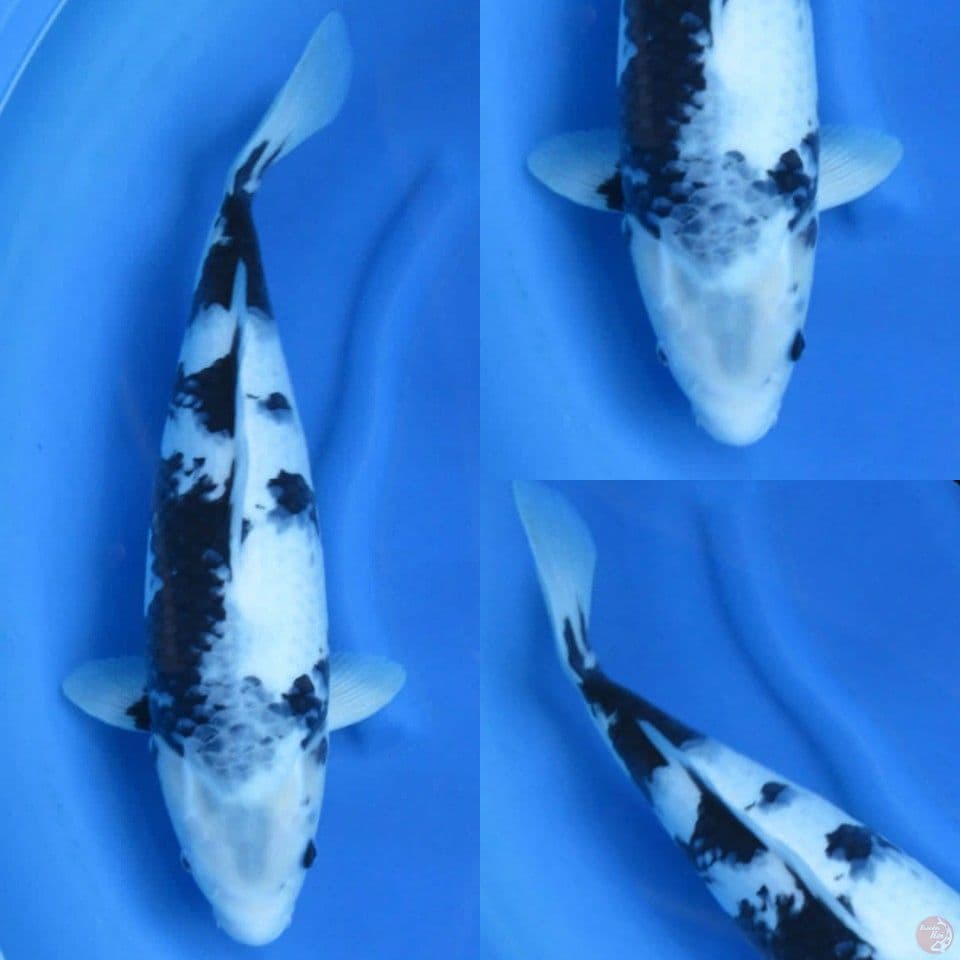 47cm , Shiro Tategoi