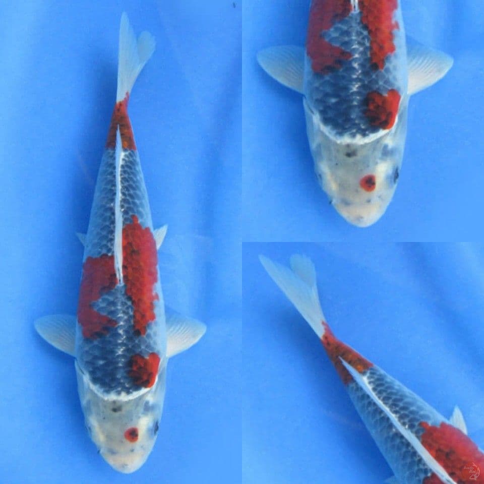 28cm , Goshiki