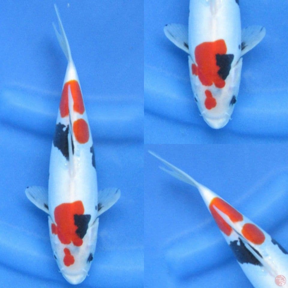 25cm , Showa Doitsu Murni