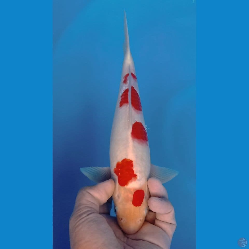 sakura kohaku 30cm