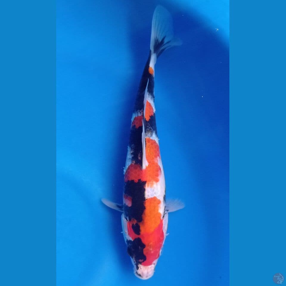 showa luzzz 27cm