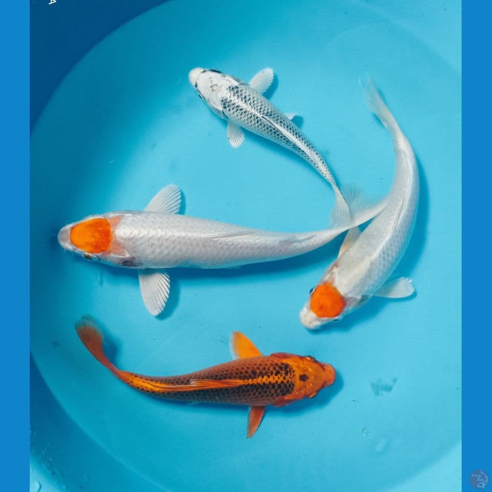 mix 20,25cm