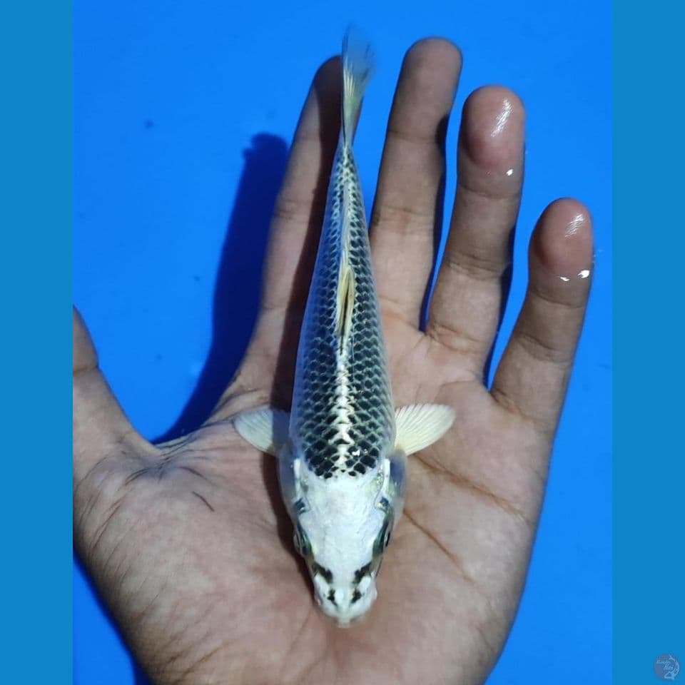 Matsuba SQ 15cm
