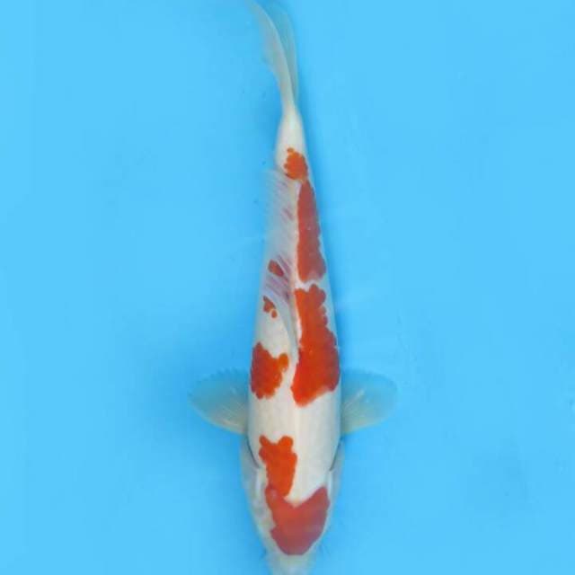 Kohaku ori 30cm