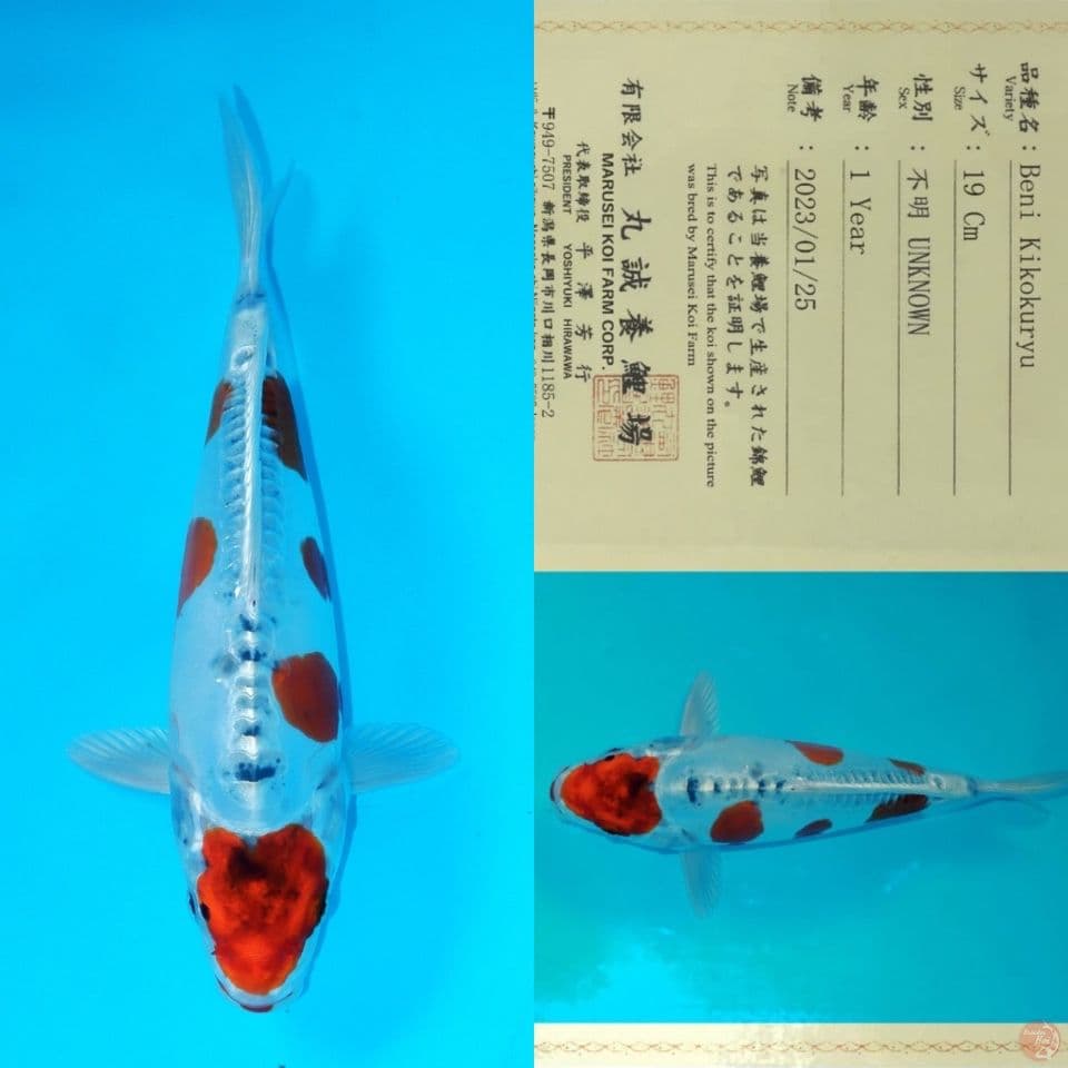SQ MARUSEI MARUTEN BENI KIKOKURYU 28CM