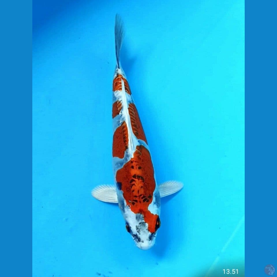 kiko 21cm
