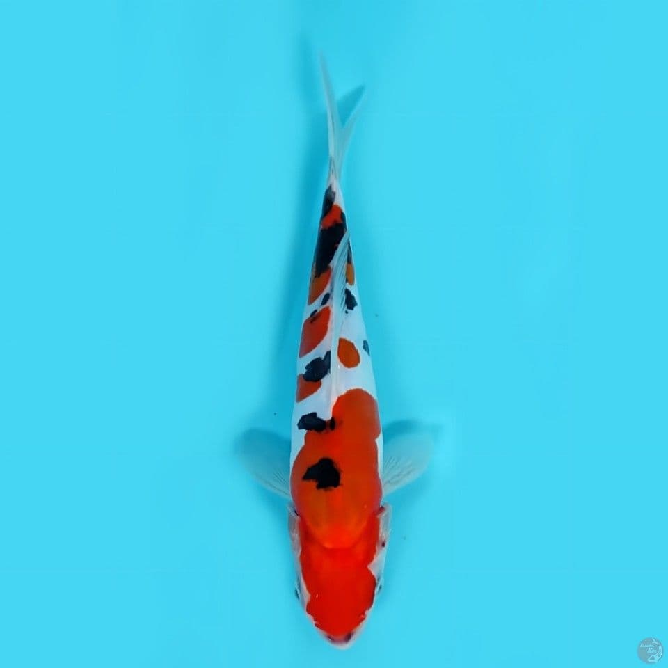 Sanke doitsu -+20 cm SQ