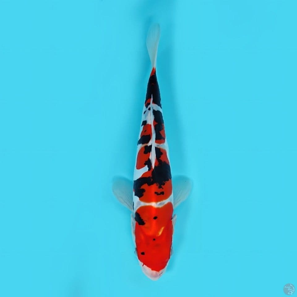 Sanke doitsu 23 cm HQ