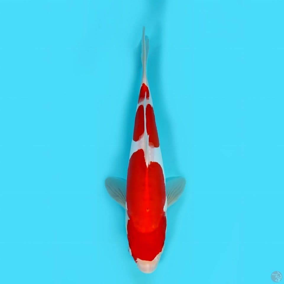 SQ kohaku doitsu 27 cm original