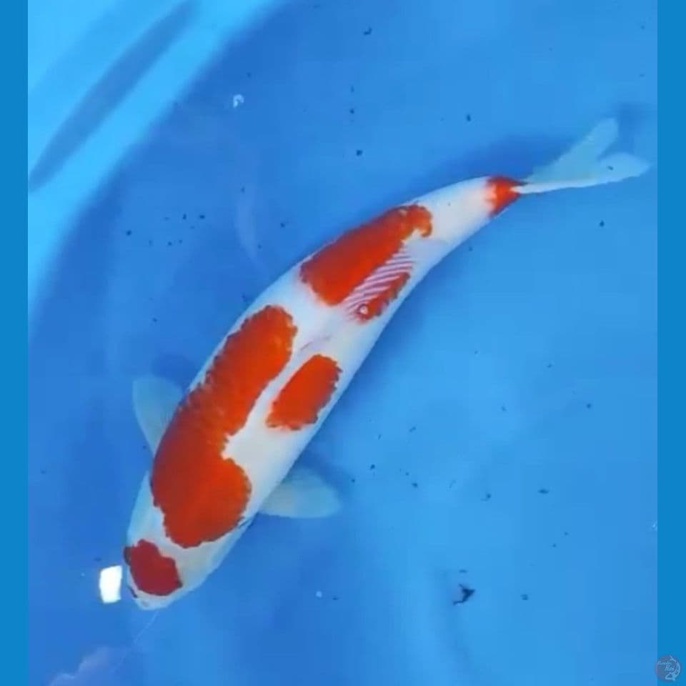 kohaku akf