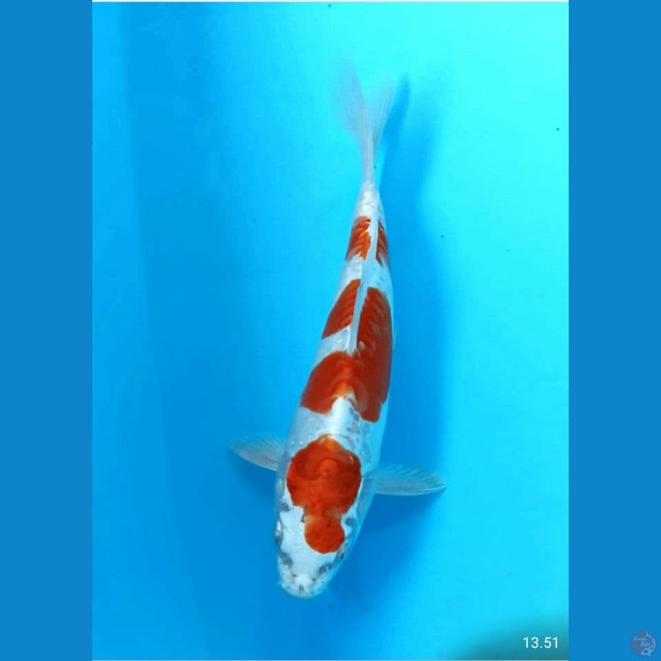 Kikushui 20cm