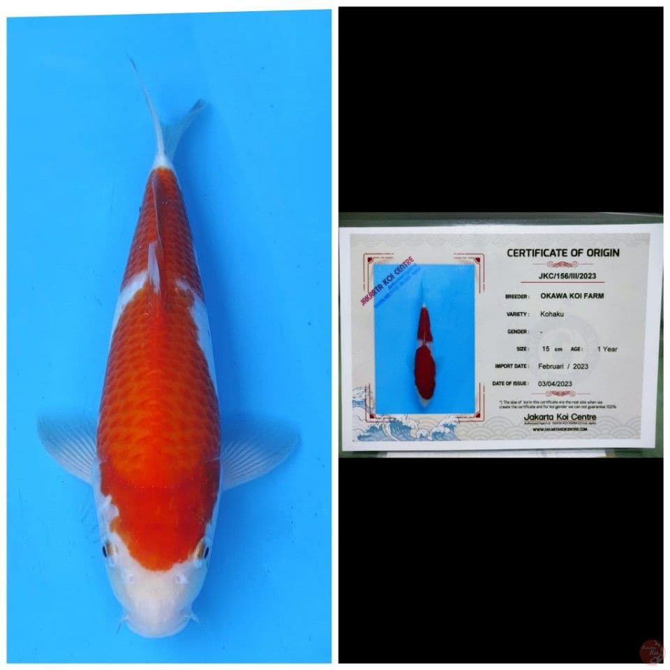Okawa Kohaku