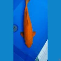 caramel 50 cm male sisik rapi