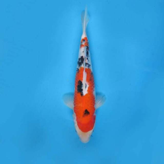 Nindan sanke 30cm