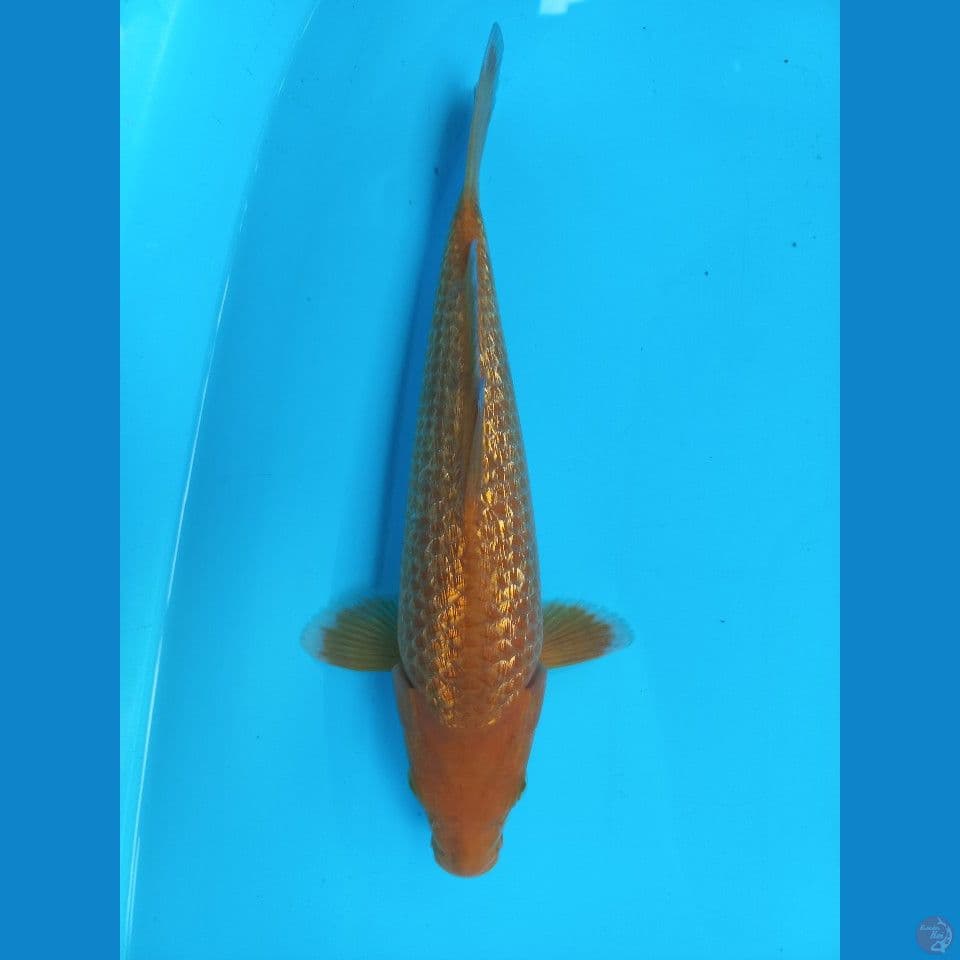 KARAMEL GINRIN kkf 30cm