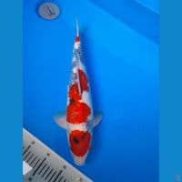 maruten showa 41 cm male ori
