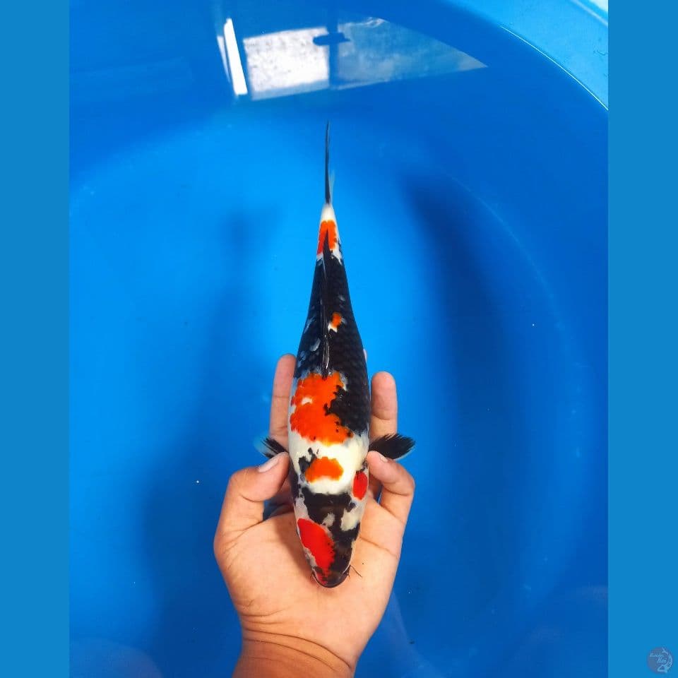 kindai showa 32cm 