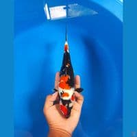kindai showa 32cm 