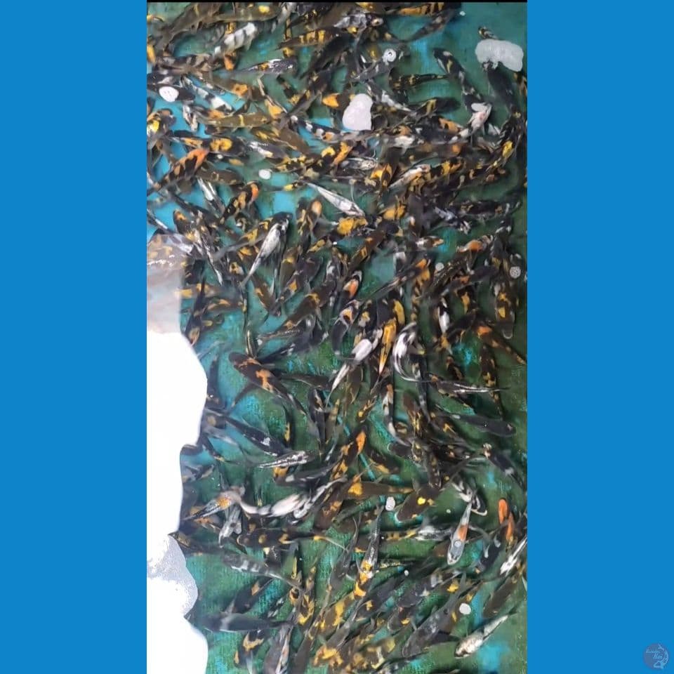 Bibit Grade Showa Ki Showa Ginrin mix 400ekor 6-11cm