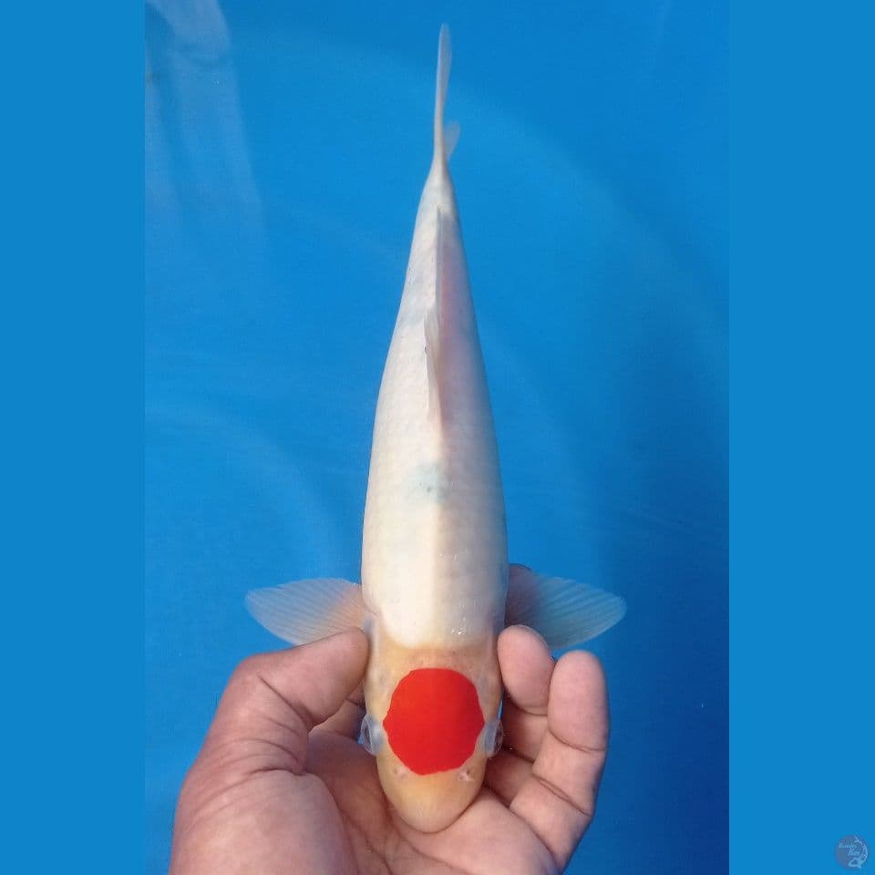 TATESAN 32CM